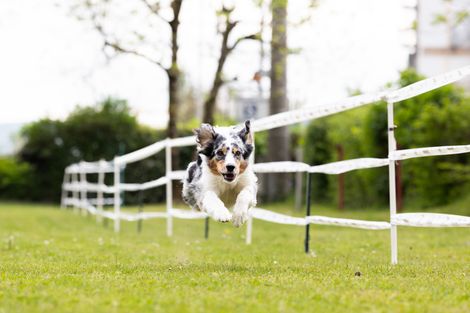 Eindrücke vom Hunderennen