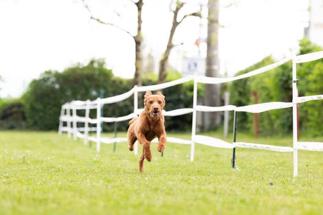 Eindrücke vom Hunderennen