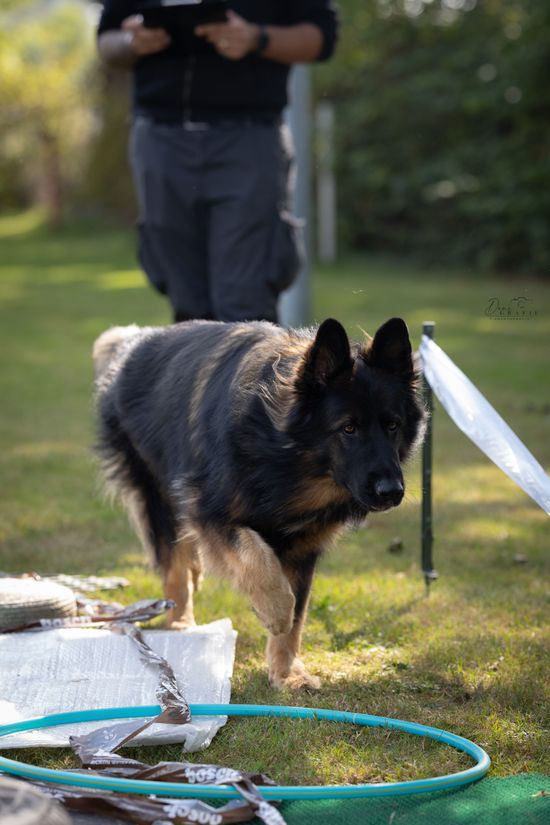 Foto vom Hunde-Military