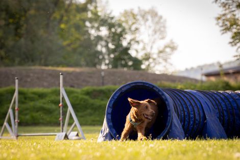 Eindruck aus dem Agility-Training