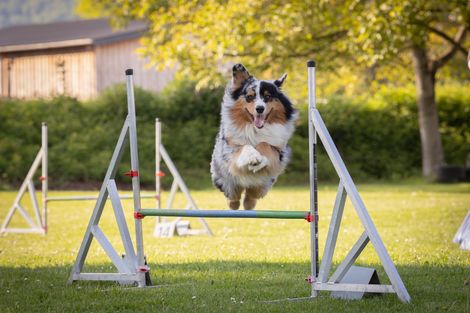 Eindruck aus dem Agility-Training