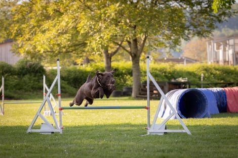 Eindruck aus dem Agility-Training