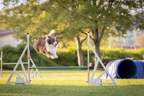 Eindruck aus dem Agility-Training