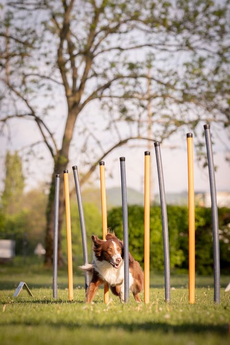 Eindruck aus dem Agility-Training