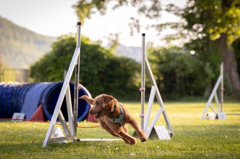 Eindruck aus dem Agility-Training