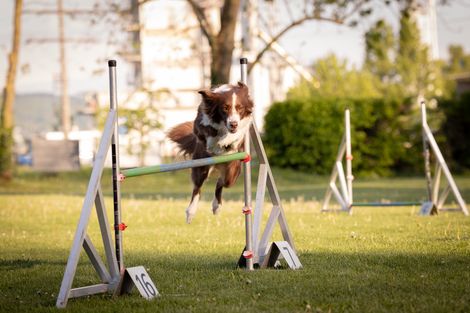 Eindruck aus dem Agility-Training