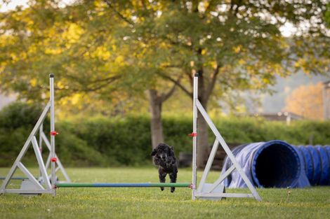 Eindruck aus dem Agility-Training