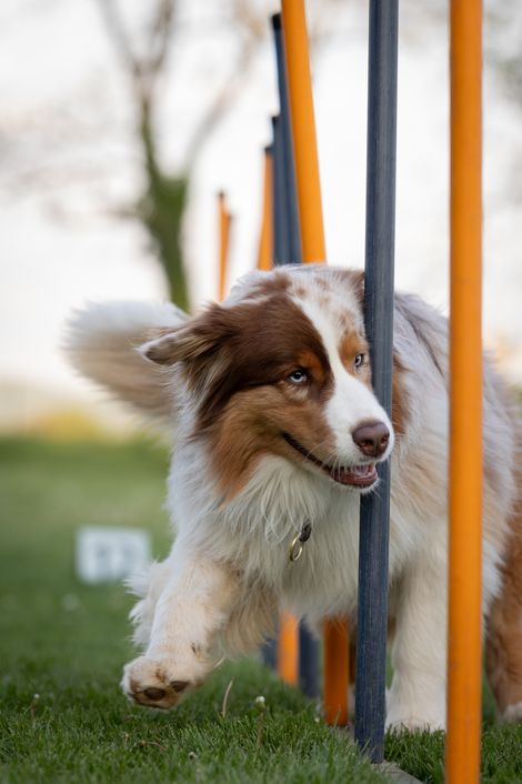 Eindruck aus dem Agility-Training