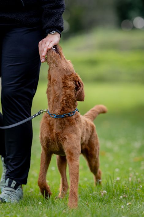 Eindruck aus dem Begleithunde Gruppe