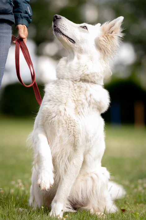 Eindruck aus dem Begleithunde Gruppe