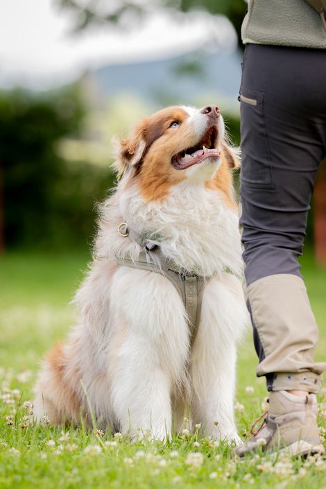 Eindruck aus dem Begleithunde Gruppe