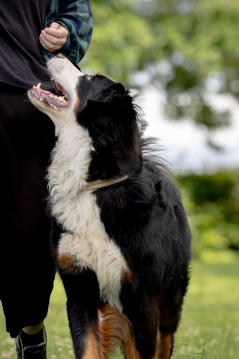 Eindruck aus dem Begleithunde Gruppe