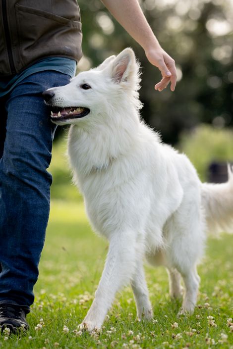 Eindruck aus dem Begleithunde Gruppe