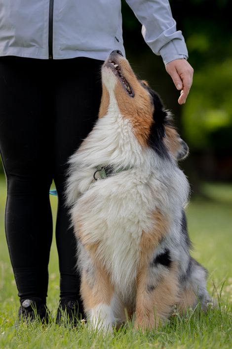 Eindruck aus dem Begleithunde Gruppe