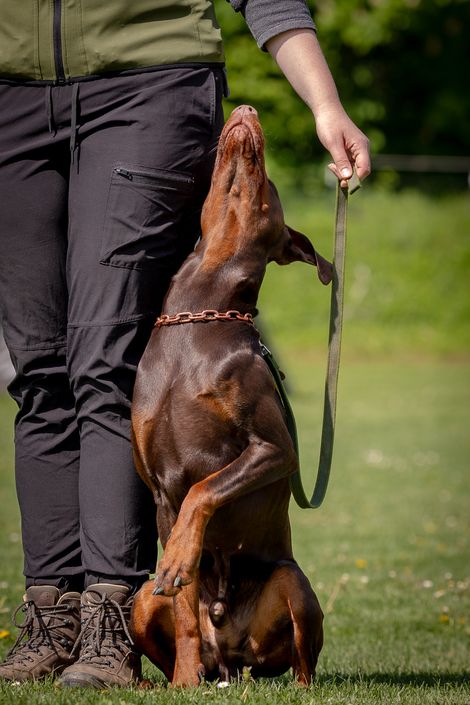 Eindruck aus dem Begleithunde Gruppe