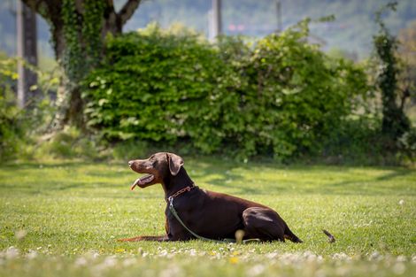 Eindruck aus dem Begleithunde Gruppe