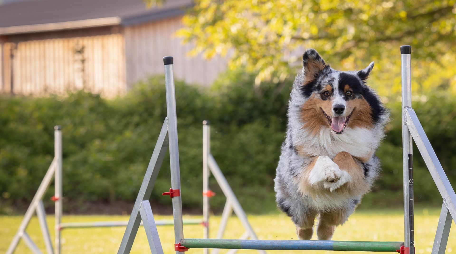 Ein Hund beim Training