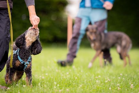 Eindruck aus der freien Trainingsgruppe