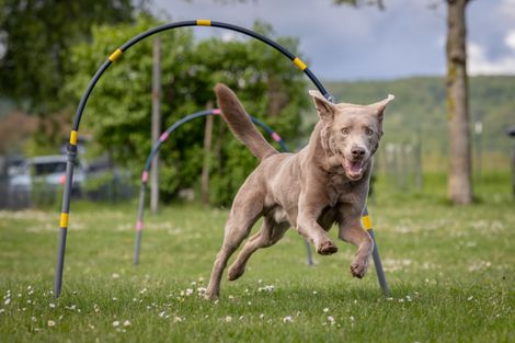 Eindruck aus dem Hoopers-Training
