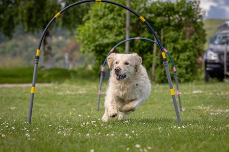 Eindruck aus dem Hoopers-Training