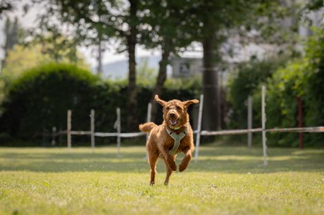 Eindrücke vom Hunderennen