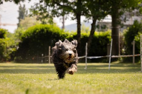 Eindrücke vom Hunderennen