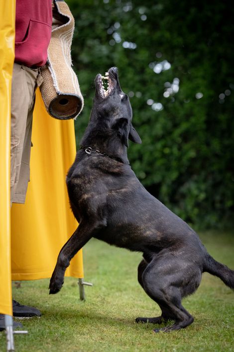 Eindruck aus dem IGP Training