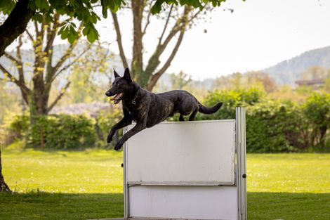 Eindruck aus dem IGP Training