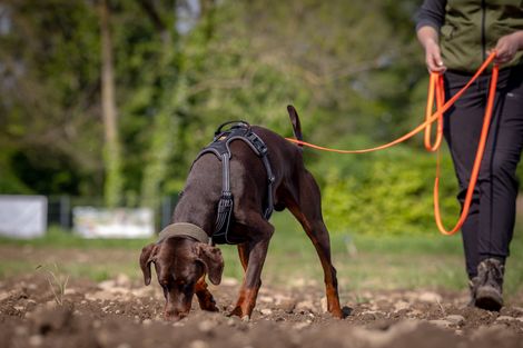 Eindruck aus dem IGP Training