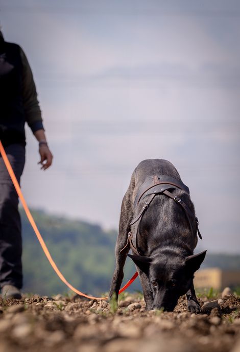 Eindruck aus dem IGP Training