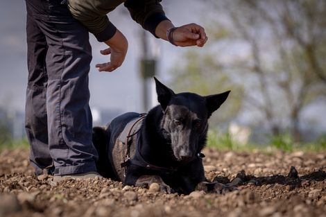 Eindruck aus dem IGP Training