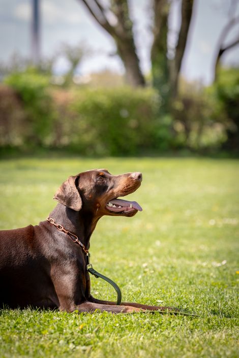 Eindruck aus dem IGP Training