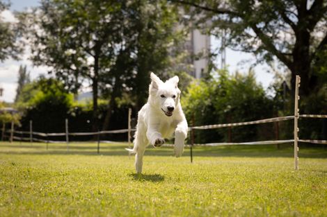 Eindrücke vom Hunderennen