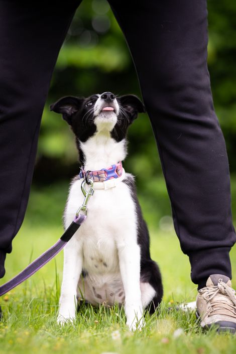 Eindruck aus der Welpengruppe