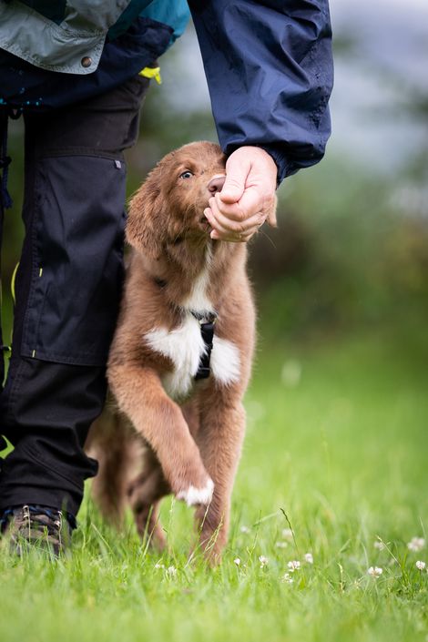 Eindruck aus der Welpengruppe