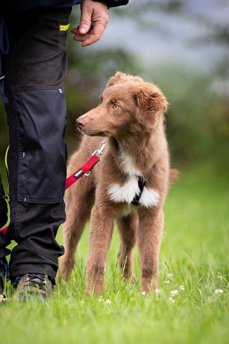 Eindruck aus der Welpengruppe