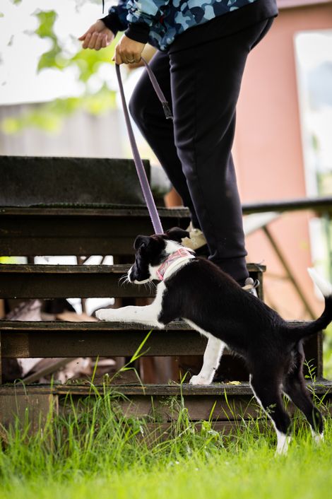 Eindruck aus der Welpengruppe