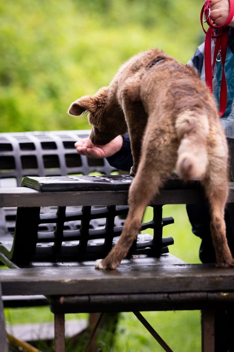 Eindruck aus der Welpengruppe
