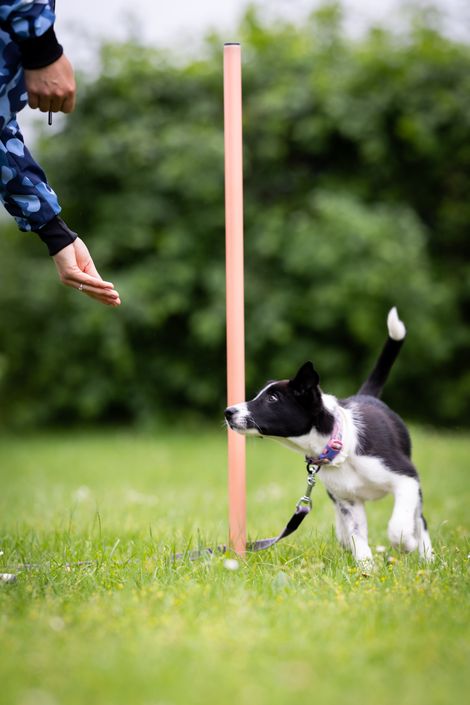 Eindruck aus der Welpengruppe
