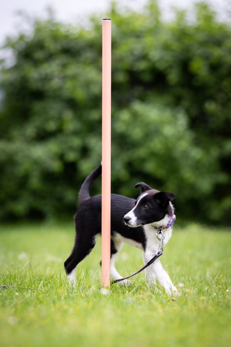 Eindruck aus der Welpengruppe