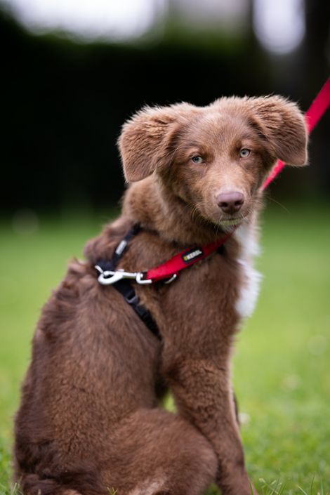 Eindruck aus der Welpengruppe