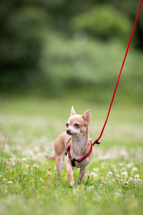 Eindruck aus der Welpengruppe